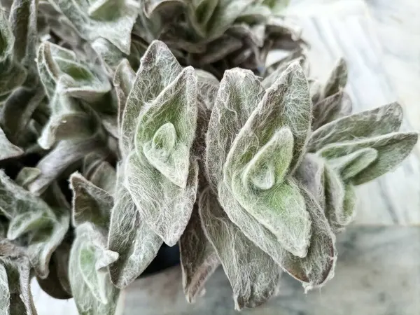 stock image Closeup of Tradescantia sillamontana or white velvet plant