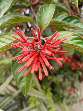 Closeup red flowers of Firebush (Hamelia patens) evergreen shrub clipart