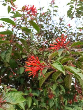 Hamelia patens, commonly known as Firebush, is a vibrant, fast-growing shrub native to the American tropics. its bright red-orange tubular flowers attracts hummingbirds, butterflies, and bees clipart