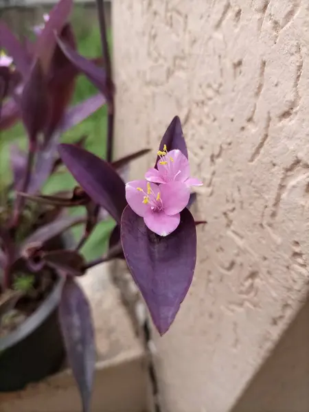 Tradescantia pallida, yaygın olarak Purple Heart bitkisi olarak bilinir, popüler bir süsleme bitkisidir.