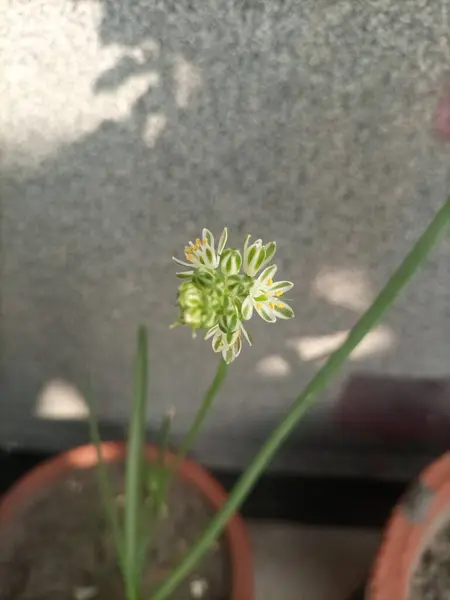 Albuca brakteatasının narin ve minik çiçekleri eşsiz yapılarını ve zarif güzelliklerini sergiliyor.. 