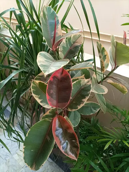 Ficus Elastica Belize, koyu yeşil, kremsi beyaz ve yumuşak pembemsi-kırmızı renklerde eşsiz bir palet gösteren büyük, parlak yapraklı çarpıcı kauçuk bir bitki.. 