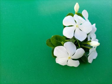 White Vinca Flowers Isolated on Lush Green Background clipart