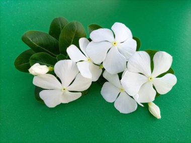 White Vinca Flowers Against a Lush Green Background clipart