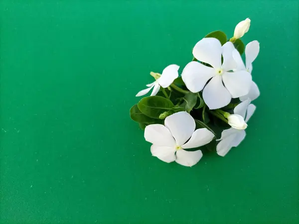 Beyaz çiçekler yemyeşil arkaplan ile eşleştirilmiş Vinca bitkisinin doğal zarafetini ve cazibesini ön plana çıkarıyor..