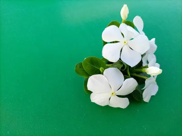 Beyaz Vinca Çiçekleri Yeşil Arkaplanda İzole Edildi