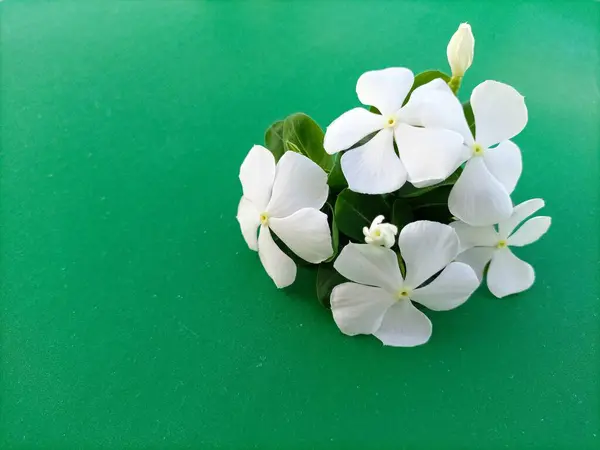 Göz kamaştırıcı bir beyaz Vinca çiçeği fotoğrafı. Canlı yeşil bir arkaplanda izole edilmiş..