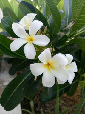 Güzel Beyaz Plumeria Çiçek açmış 