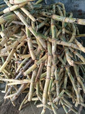 Lush Sugar Cane Fields Meyve Suyu Üretimi İçin Hazır