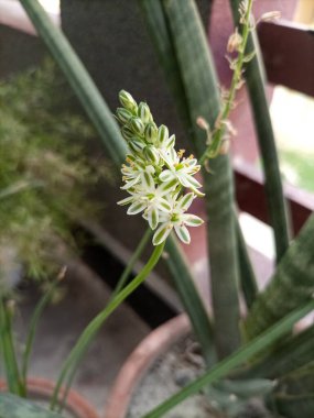 Albuca bracteata Çiçek açmış minik çiçekler