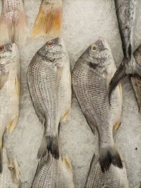 Canlı ve cezbedici, taze, çiğ balıklar buz yatağının üzerine serilmiş, günlerin doğal güzelliklerini yakaladığı bir gösteri..