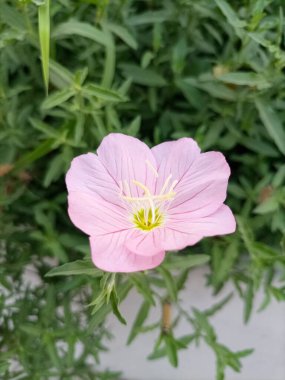 Oenothera Speciosa Çiçeğinin Yakın Çekimi