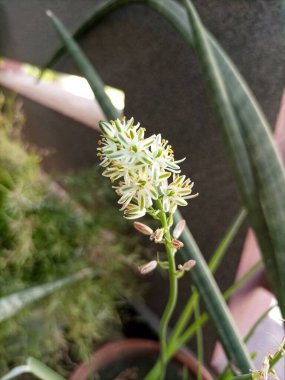 Albuca brakteata çiçekleri tamamen çiçek açmış.