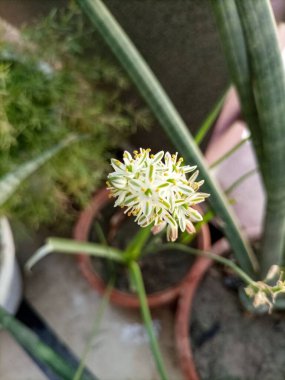 Close-up photo of the delicate flowers of Albuca bracteata clipart