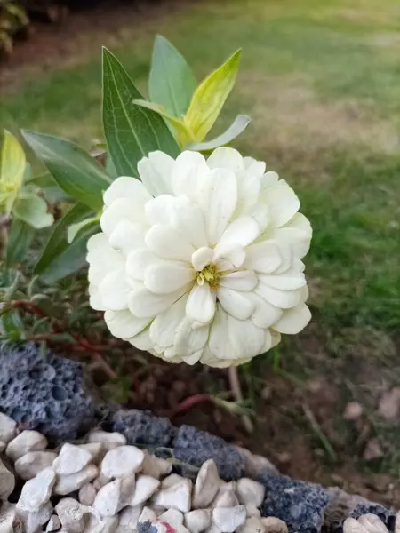 El değmemiş beyaz Zinnia çiçeğinin çarpıcı yakın çekimi.
