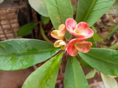 Beautiful Euphorbia Milii Blossoms Against Lush Green Foliage clipart