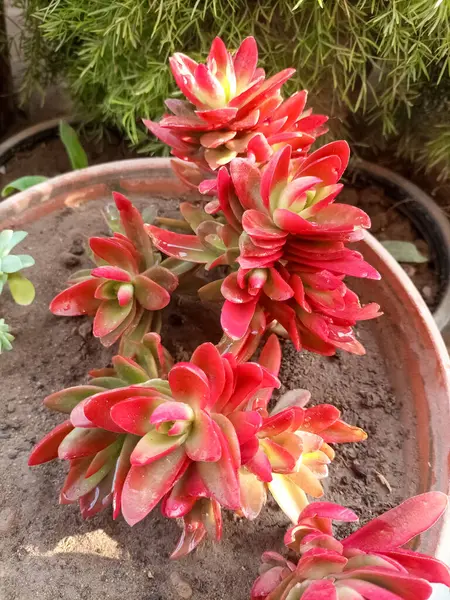 (Crassula Capitella) istiflenmiş, pagoda benzeri yapraklarıyla bilinen büyüleyici bir sulu bitkidir. Yeşil yaprakları tam güneş altında parlak kırmızı bir renk oluşturarak onu sulu meraklılar için olmazsa olmaz bir renk haline getiriyor.. 
