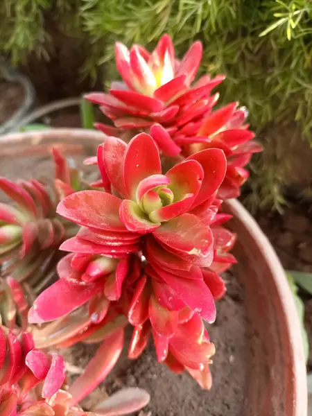 Crassula Capitella (