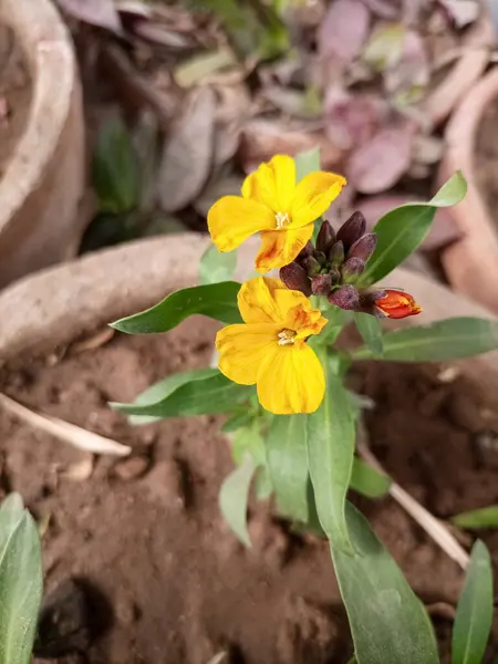 Altın sarısı Erysimum Wallflower Bahçede Çiçek açıyor