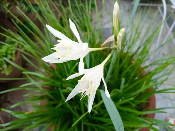 Pancratium maritimum 'un yakın çekimi, aynı zamanda kum zambağı olarak da bilinir, zarif beyaz çiçekler ve yeşil yapraklarla..
