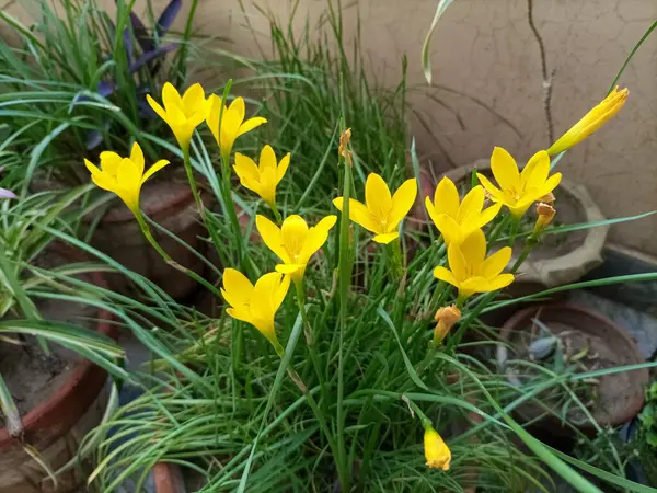 Altın Çiçekler: Sarı Yağmurlu Zambak (Zephyranthes citrina) in Full Glory