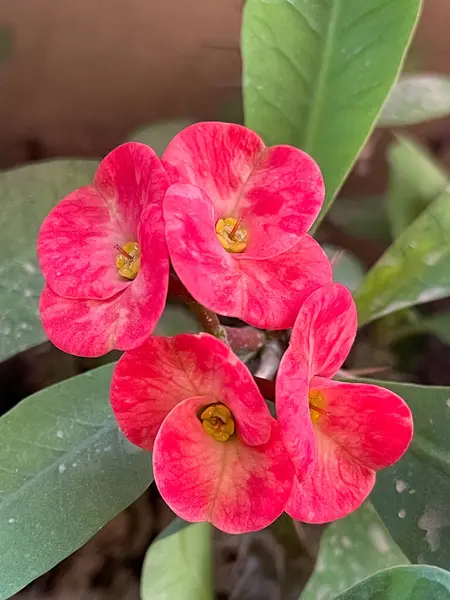 Parlak kırmızı Euphorbia Milli çiçeği zengin yeşil yaprakların arasına yerleştirilmiş..