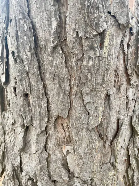 Organik Pinewood ağaç kabuğu deseni - Doğa Sanatı