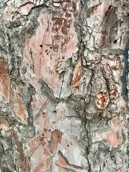 Yıpranmış Çam Ağacı Dokusu- Doğal Organik Desen
