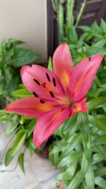 Pembe Lily Yakın Çekim Çiçek Fotoğrafçılığı, çiçek açmış canlı pembe zambaklar, yemyeşil bir bahçe ortamında ışıldayan güzellik. Çiçek fotoğrafçılığı ve doğa görselleri için ideal..