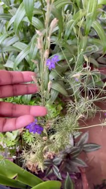 Kurutulmuş Larkspur tohumu toplayıp avucunun içinde gösteren kişinin detaylı bir videosu. Yakın çekim tohumların dokusunu ve boyutunu yakalar. Bahçe işleri ve tohum saklama teknikleri için mükemmeldir.