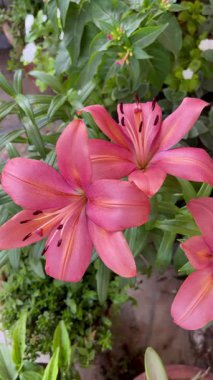 Pembe Zambaklar, Canlı Yapraklı Zarif Çiçek Çiçeği Görüntüsü