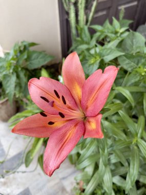 Yüksek çözünürlüklü zengin botanik dokulara sahip pembe zambak yaprakları ve kekemeliğin yakın plan detayları..