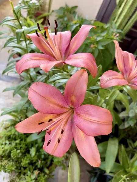 Canlı pembe nilüferler çiçek açmış, yemyeşil bir bahçe ortamında ışıldayan güzellikler. Çiçek fotoğrafçılığı ve doğa görselleri için ideal..