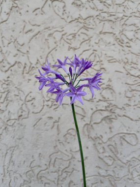 Modern çiçek sanatı için tek toplumlu sarımsak çiçeği desenli yüzeye vurgulandı.