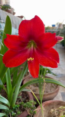 Parlak kırmızı bir Amaryllis çiçeği. Çiçek açmış, ev bahçesinde gün ışığıyla yakalanmış..