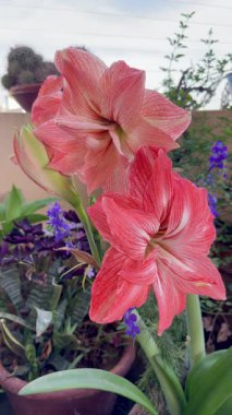 Amaryllis çiçeklerinin yakın plan görüntüsü yemyeşil yapraklar ve canlı renk varyasyonlarını gösterir.