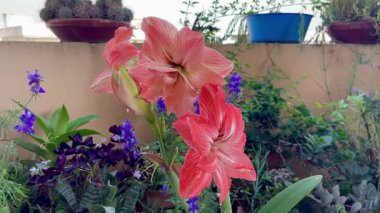 Canlı Çifte Amaryllis Balkon Bahçesinde Çiçek Açtı
