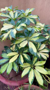Schefflera nemli bitkisinin canlı bir görüntüsü, imzası yeşil ve krem sarısı yapraklar içeriyor. Tropikal bitki koleksiyonları ve botanik tasarım temaları için ideal. Bitki bakımı içeriği ve bahçe reklamları.