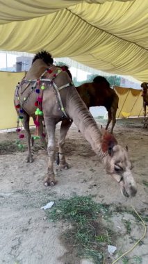 Video, hayvan pazarında ya da kültürel bir etkinlikte dekoratif sarı bir gölgeliğin altına bağlanmış halde otla beslenen sakin bir deveyi yakalıyor..