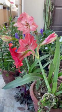 Zarif tropik Amaryllis çiçekleri kentsel bir balkonda çiçek açıyor. Bahar baharı, doğa ya da botanik temalar için mükemmel bir görüntü..