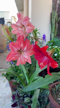 Zarif tropik Amaryllis çiçekleri kentsel bir balkonda çiçek açıyor. Bahar baharı, doğa ya da botanik temalar için mükemmel bir görüntü..