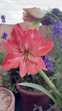 Günbatımı bahçe sahnesi çiçek açan papatyaların karmaşık kırmızı ve beyaz taç yapraklarını taraça çiçeğinin arka planına vurguluyor..