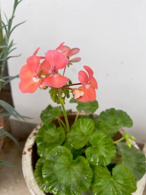 Sardunya bitkisinin yakın plan fotoğrafı. Neşeli pembe çiçekleri ve sağlıklı bulanık yeşil yaprakları sergiliyor..