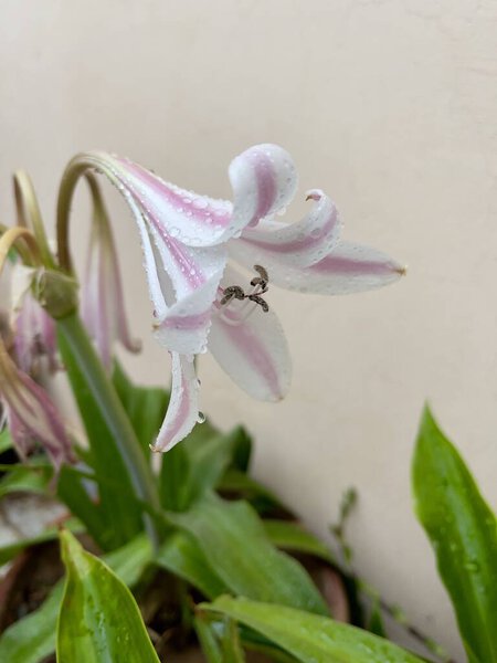 Красивая тропическая лилия Кринум цветет с капельками дождя на мягких лепестках, символизирующих чистоту и свежесть.