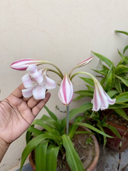 Рука касается цветущего цветка лилии, символизирующего связь с природой, свежесть и спокойствие, идеально подходящие для цветочных, ботанических или природных визуальных эффектов.