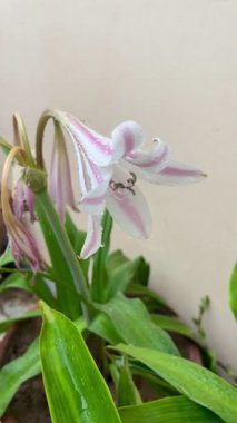 Doğanın güzelliğini ve tazeliğini gözler önüne seren, su damlacıklarıyla çiçek açan Crinum zambağının yakın çekim videosu..