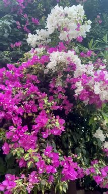 Canlı pembe ve beyaz bougainvillea çiçeklerinin tam çiçek açtığı, doğal gün ışığında usulca sallanan yakın çekim videosu. Seyahat videoları, çevre projeleri ve botanik görseller için ideal.