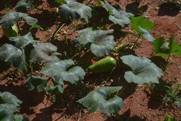 Yeşil yapraklı bir balkabağı tarlası ve yerde bir balkabağı meyvesi