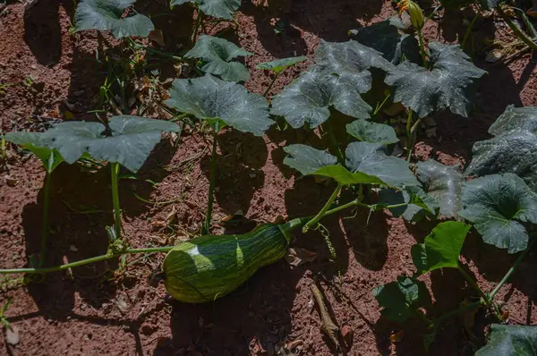 yeşil yapraklı balkabağı yeşil meyveli toprak zemin