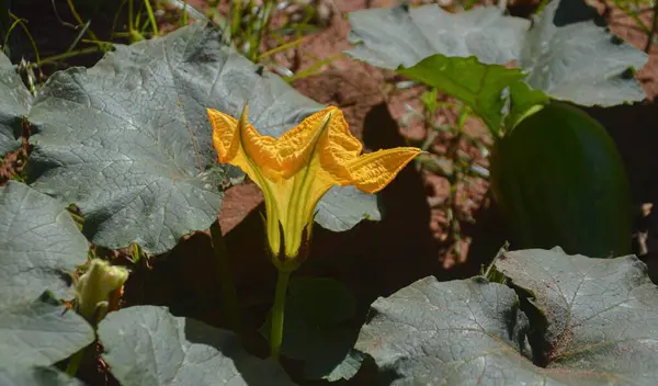 Yeşil yaprakları ve sarı çiçekleri olan kabak tarlası. 